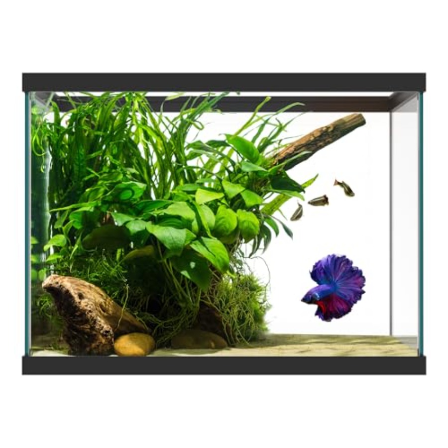 Aquarium Xxl - 20 Gallon Glass Aquarium - 24