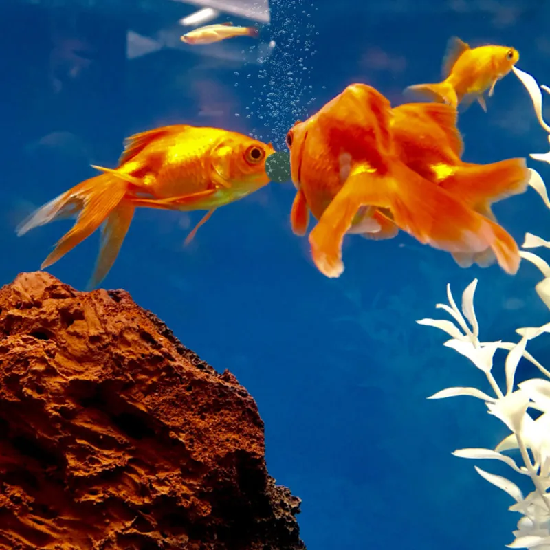 100pcs High Purity Spirulina T - Aquarium Fish Vitamin 评论和价格